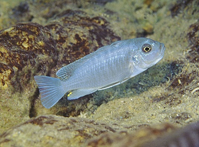 Maylandia nkhunguensis 'Minos Reef'